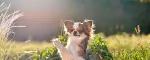 Poznaj rasę Chihuahua. Chihuahua pies pochodzący z